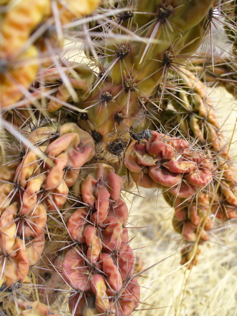 Cactus