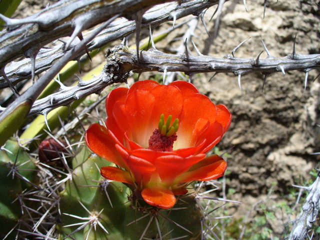 Cactus flower