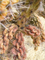 Cactus