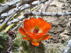 Cactus flower